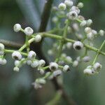 Miconia variabilis fruit picture by Nelson Zamora Villalobos (cc-by-nc)