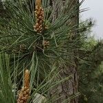 Pinus tabuliformis flower picture by Dieter Albrecht (cc-by-sa)