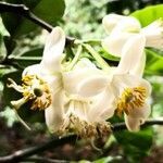 Citrus maxima flower picture by Dieter Albrecht (cc-by-sa)