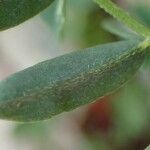 Astragalus australis leaf picture by Yoan MARTIN (cc-by-sa)