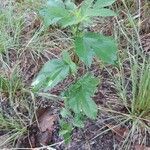Morus alba habit picture by Eli Small (cc-by-sa)