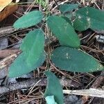 Clitoria mariana leaf picture by j laserblast (cc-by-sa)