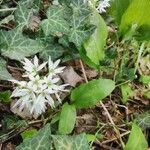 Allium ursinum habit picture by Gui ferl (cc-by-sa)