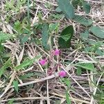Desmodium incanum flower picture by Fernando da Luz Schmidt (cc-by-sa)