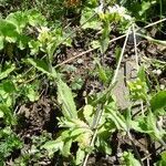 Draba muralis habit picture by Alain Bigou (cc-by-sa)