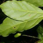 Ocotea laetevirens leaf picture by Nelson Zamora Villalobos (cc-by-nc)