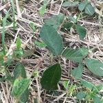 Desmodium incanum leaf picture by Fernando da Luz Schmidt (cc-by-sa)