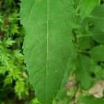 Helianthus decapetalus leaf picture by William Coville (cc-by-sa)