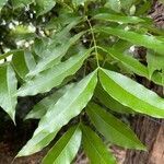 Swietenia mahagoni leaf picture by steve_brx (cc-by-sa)