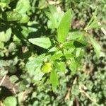 Ranunculus abortivus leaf picture by Angel Green (cc-by-sa)