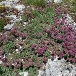 Anthyllis montana habit picture by Francois Mansour (cc-by-sa)