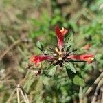 Dicliptera squarrosa flower picture by Flor Alex (cc-by-sa)