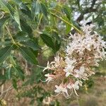 Aesculus californica flower picture by christine Lesca Maillard (cc-by-sa)