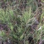 Equisetum palustre habit picture by Sabina Hartmann (cc-by-sa)