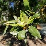 Quercus tomentella flower picture by Saul Thomas (cc-by-sa)