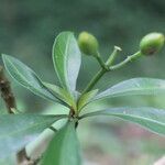 Eumachia microdon fruit picture by Nelson Zamora Villalobos (cc-by-nc)