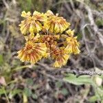 Eriogonum umbellatum flower picture by Kim Schwichtenberg (cc-by-sa)