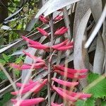 Erythrina herbacea flower picture by Victoria Duda (cc-by-sa)