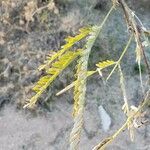 Prosopis velutina leaf picture by Allen Heinemann (cc-by-sa)