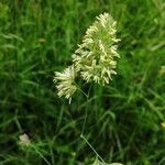 Dactylis glomerata flower picture by Christophe Berardi (cc-by-sa)