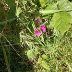 Lathyrus nissolia flower picture by Mavifg VIGNON (cc-by-sa)