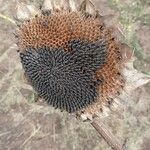 Helianthus annuus fruit picture by Aig Garcia (cc-by-sa)