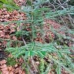 Abies alba habit picture by Jean-Marie Frenoux (cc-by-sa)