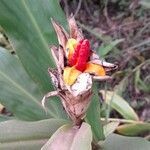 Hedychium coronarium fruit picture by Trap Hers (cc-by-sa)