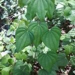 Dioscorea villosa habit picture by Eli Small (cc-by-sa)