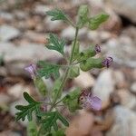 Teucrium botrys habit picture by Yoan MARTIN (cc-by-sa)