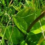 Swertia perennis leaf picture by Hans Rudolf Oberholzer (cc-by-sa)