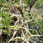 Tillandsia reichenbachii habit picture by Trap Hers (cc-by-sa)