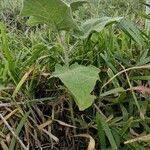 Solanum viarum habit picture by Gabriel Ollivier (cc-by-sa)