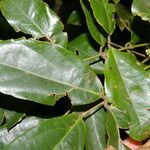 Rourea schippii leaf picture by Nelson Zamora Villalobos (cc-by-nc)