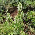 Stachys ocymastrum habit picture by Pestana João (cc-by-sa)