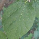 Styrax officinalis leaf picture by Pierre Sosson (cc-by-sa)