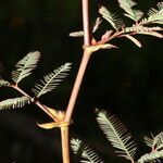 Neptunia plena leaf picture by Nelson Zamora Villalobos (cc-by-nc)