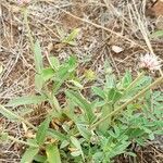 Gomphrena haenkeana habit picture by Trap Hers (cc-by-sa)