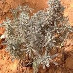 Santolina africana leaf picture by realhammou (cc-by-sa)
