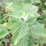 Sida cordifolia leaf picture by Abinala Shonga (cc-by-sa)
