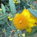 Hypericum frondosum flower picture by M H (cc-by-sa)