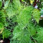 Artemisia scoparia leaf picture by cheongweei gan (cc-by-sa)