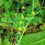 Medicago lupulina habit picture by Filip Arndt (cc-by-sa)
