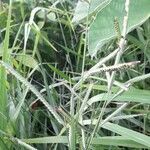 Paspalum dilatatum habit picture by Trap Hers (cc-by-sa)