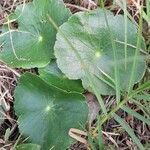 Hydrocotyle bonariensis leaf picture by Trap Hers (cc-by-sa)