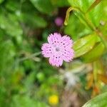 Dianthus tripunctatus flower picture by Izik Kirshenbaum (cc-by-sa)