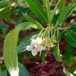 Escallonia cordobensis flower picture by Trap Hers (cc-by-sa)
