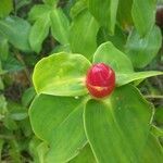 Costus spicatus leaf picture by Isabelle ASSOR (cc-by-sa)