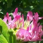 Trifolium alpinum flower picture by mike (cc-by-sa)