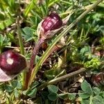 Romulea columnae fruit picture by antonio conte (cc-by-sa)